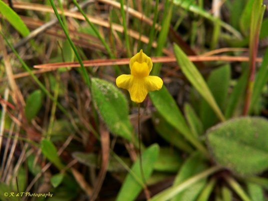 {Utricularia subulata}